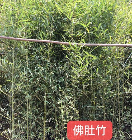 竹子后盖手机的独特魅力（时尚环保与个性定制的完美结合）