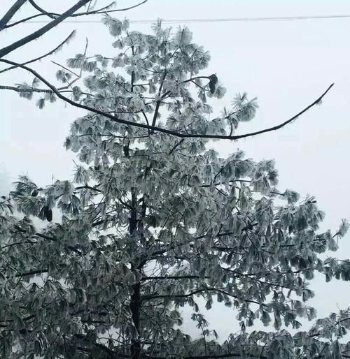手机过冷的危害与预防措施（手机过冷对电池寿命和性能的影响及有效预防方法）